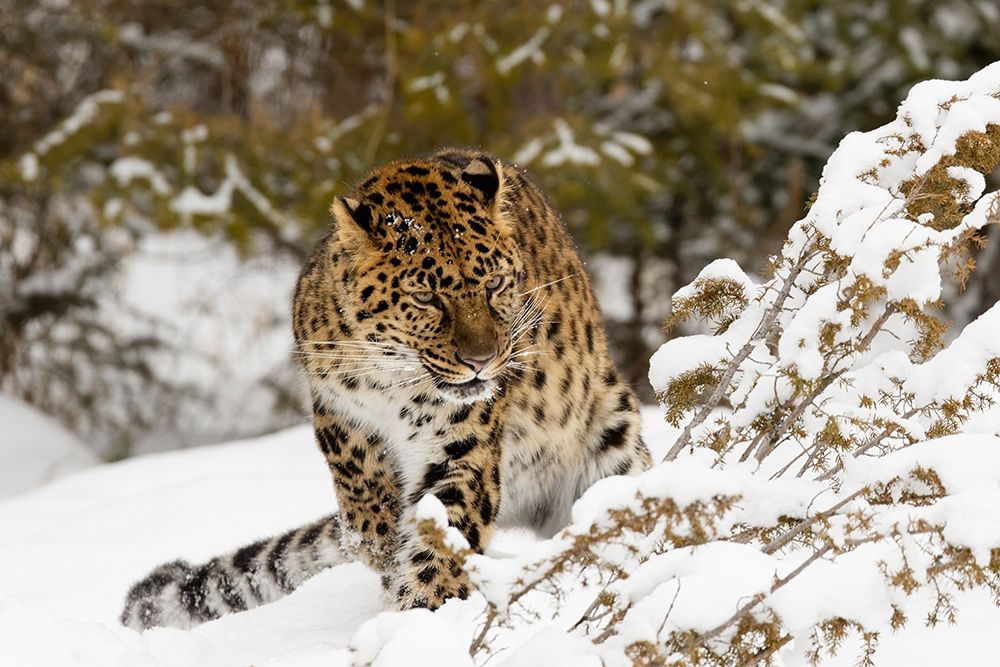 Amur leopard-Panthera pardus orientalis-controlled situation